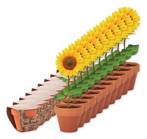 Pak van 10 GiftRetail MO6147 - SUNFLOWER Potje Zonnebloem