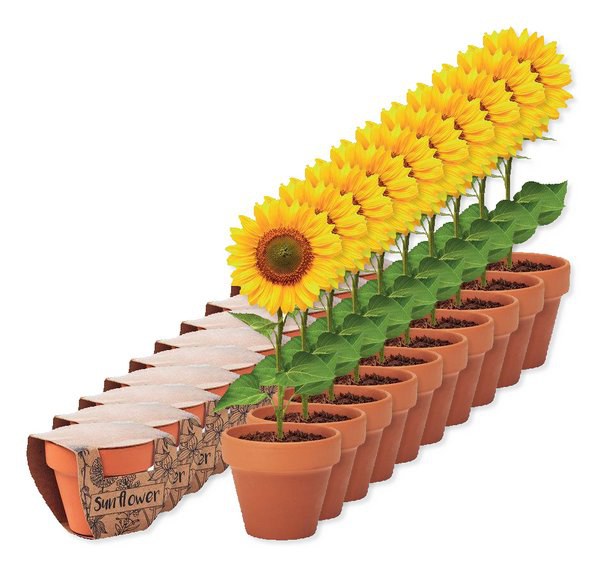 Pack of 10 GiftRetail MO6147 - SUNFLOWER Terracotta pot sunflower