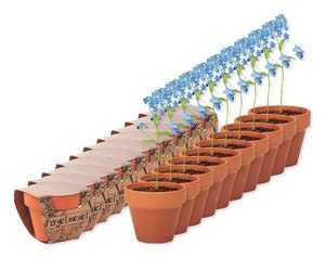 Pak van 100 GiftRetail MO6146 - FORGET ME NOT Potje Vergeet-me-nietjes